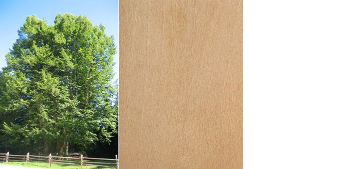 Les za savne lipov les