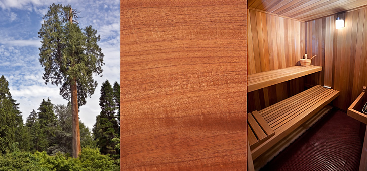 Les za savne - rdeča cedra